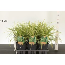 Tarka sás  CAREX MORROWII VANILLA ICE 30/40 K2