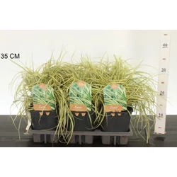 Madárlábú sás  CAREX OSHIMENSIS EVERGOLD 25/30 K2