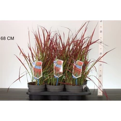 Vöröslevelű alangfű  IMPERATA CYLINDRICA RED BARON 25/30 CS17