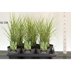 Kínai virágosnád   MISCANTHUS SINENSIS GOLD BAR CS17