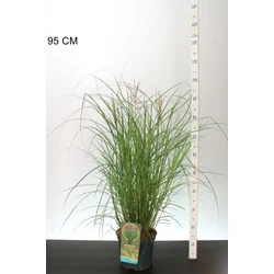 Kínai virágosnád   MISCANTHUS SINENSIS RED CHIEF 60/80 K5
