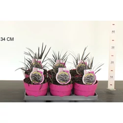 Feketelombú kígyószakáll   OPHIOPOGON PLANISCAPUS NIGER 20/25 CS15