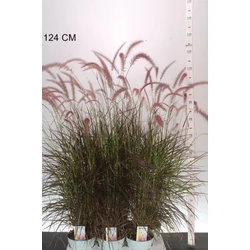 Rózsás tollborzfű  PENNISETUM SETACEUM RUBRUM 75/100 CS17