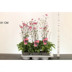 Szellőrózsa   ANEMONE HUPEHENSIS EMMY DEAP ROSE K2