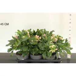 Fekete hunyor  HELLEBORUS CELESTINA CS17