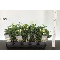 Fekete hunyor  HELLEBORUS NIGER CHRISTMAS CAROL 20CM CS12