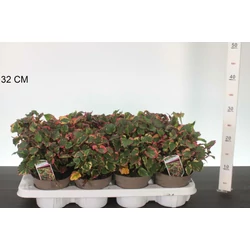 Kaméleonvirág  HOUTTUYNIA CORDATA CHAMELEON CS13