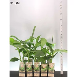 Télálló banán   MUSA BASJOO 50/+ CS15