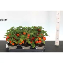 Lampionvirág  PHYSALIS ALKEKENGI CS11