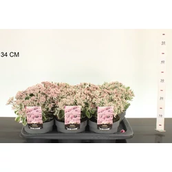Varjúháj  SEDUM TELEPHIUM SEDUCTION CS17