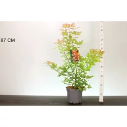 Japán juhar    ACER TRUNCATUM VULCANO 40/50 K4