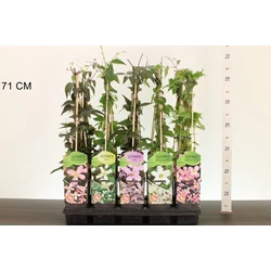 Hegyi iszalag    CLEMATIS MONTANA FAJTÁK 60CM K2