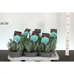 Tőzegrozmaring    ANDROMEDIA POLIFOLIA BLUE ICE 20/+ CS17