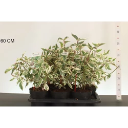 Fehér som   CORNUS ALBA SIBIRICA VARIEGATA 25/30 K2