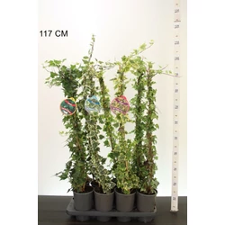 Közönséges borostyán   HEDERA FAJTÁK 80/100 K2
