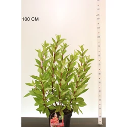 Bugás hortenzia  HYDRANGEA PANICULATA PINKY WINKY 110/120 K10
