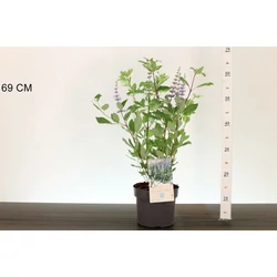 Illatos barátcserje VITEX SOMMER TIMES BLUES 45/50 K3