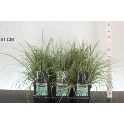 Madárlábú sás CAREX OSHIMENSIS EVEREST K2