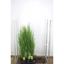 Vesszős köles   PANICUM VIRGATUM NORTWIND 125/+ K3,5