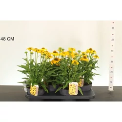Bíbor kasvirág   ECHINACEA PURPUREA SOMBRERO COMPACHT YELLOW CS17