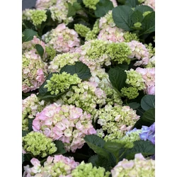 Kerti hortenzia   HYDRANGEA MACROPHYLLA K5