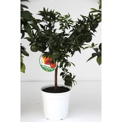 Mandarin   CITRUS MANDARINO T1/4 65CM K5 (NARANCSSÁRGA SZÖGLETES CSERÉP)