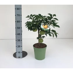 Grapefruit piros húsú CITRUS POMPELMO ROSSO T1/4 70/80CM K5 (NARANCSSÁRGA CSERÉP)