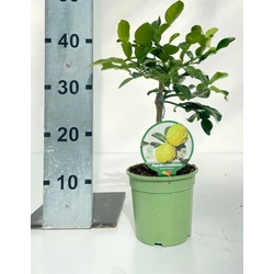 Kaffir limeCITRUS HYSTRIX MINI TÖRZS K1,5