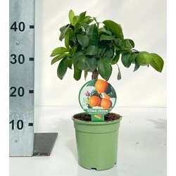 Citrom   CITRUS LIMONE RED MINI TÖRZS K1,5