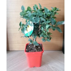 Citrom   CITRUS YUZU T1/4 65CM K5 ( SZÖGLETES CSERÉP)