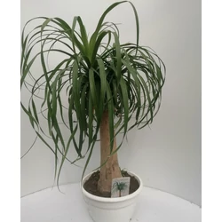 Buzogányfa, elefántláb BEUCARNEA RECURVATA K10