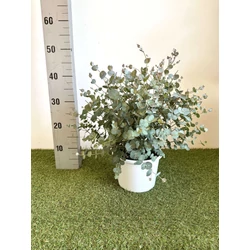 Havasi eukaliptusz  EUCALYPTUS GUNNII BOKOR K3