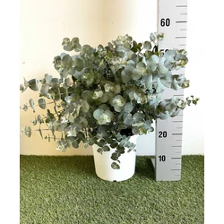 Havasi eukaliptusz EUCALYPTUS CINEREA SILVER DOLLAR K4