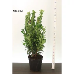 Oszlopos babérmeggy   PRUNUS LAUROCERASUS BONAPARTE 70/80 K7,5