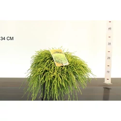 Aranyszínű szavára hamisciprus   CHAMAECYPARIS PISIFERA SUNGOLD 25/30 K3,5