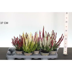 Csarab     CALLUNA VULGARIS BEAUTY LADIES 15CM CS10,5