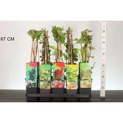 Bogyós gyümölcsűek RIBES MIX 60CM K2