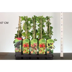 Málna/szeder RUBUS MIX 60CM K2