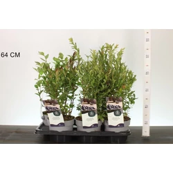 Kék áfonya  VACCINIUM CORYMBOSUM 20CM CS17