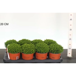 Veronika cserje     HEBE EMERALD GREEN 12/15 CS13
