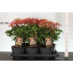 Japán babérhanga    PIERIS JAPONICA MOUNTAIN FIRE 25/30 K2