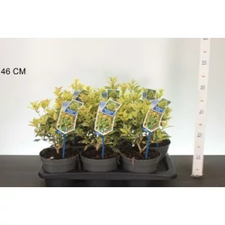 Felemáslevelű illatcserje     OSMANTHUS HETEROPHYLLUS GOSHIKI 20/25 CS17