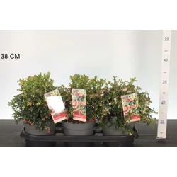 Fireballs vörös áfonya  VACCINIUM VITIS-IDAEA FIREBALLS 20/25 CS17