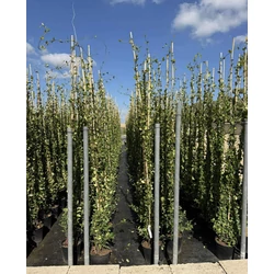Csillag jázmin RHYNCOSPERMUM JASMINOIDES 240CM K7