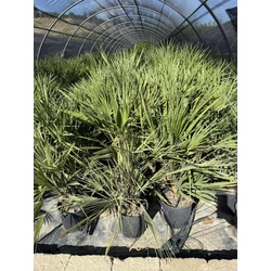 lószőrpálma  CHAMAEROPS HUMILIS TÖBBTÖRZSES K6,5