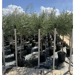 Havasi eukaliptusz  EUCALYPTUS GUNNII AZURA T1/2 K25