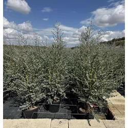 Havasi eukaliptusz  EUCALYPTUS GUNNII AZURA K10