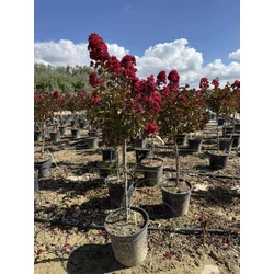 Kínai selyemmirtusz  LAGERSTROEMIA INDICA DYNAMITE T1/2 K7