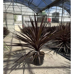 Bíbor bunkóliliom CORDYLINE AUSTRALIS RED STAR K6,5
