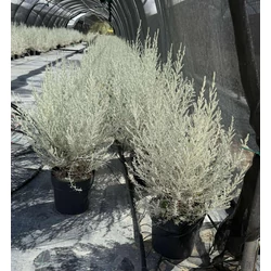 Nivea    EREMOPHILA NIVEA K7